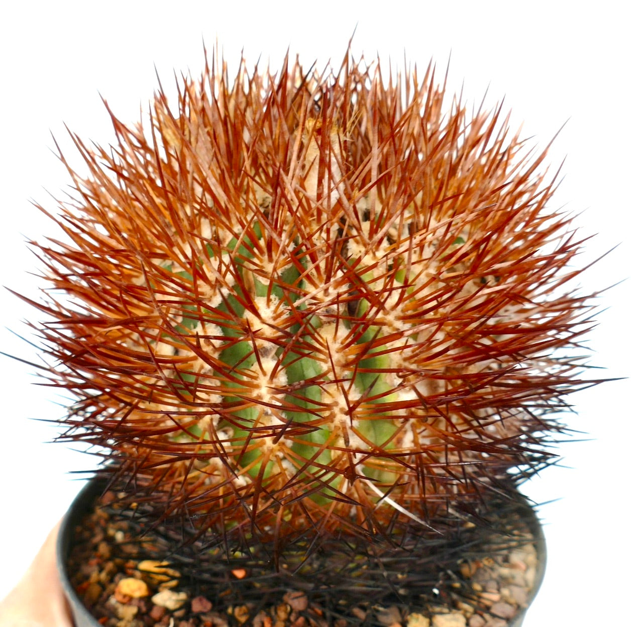 Cactus Eriosyce aurata con spine dense color ruggine in vaso piccolo