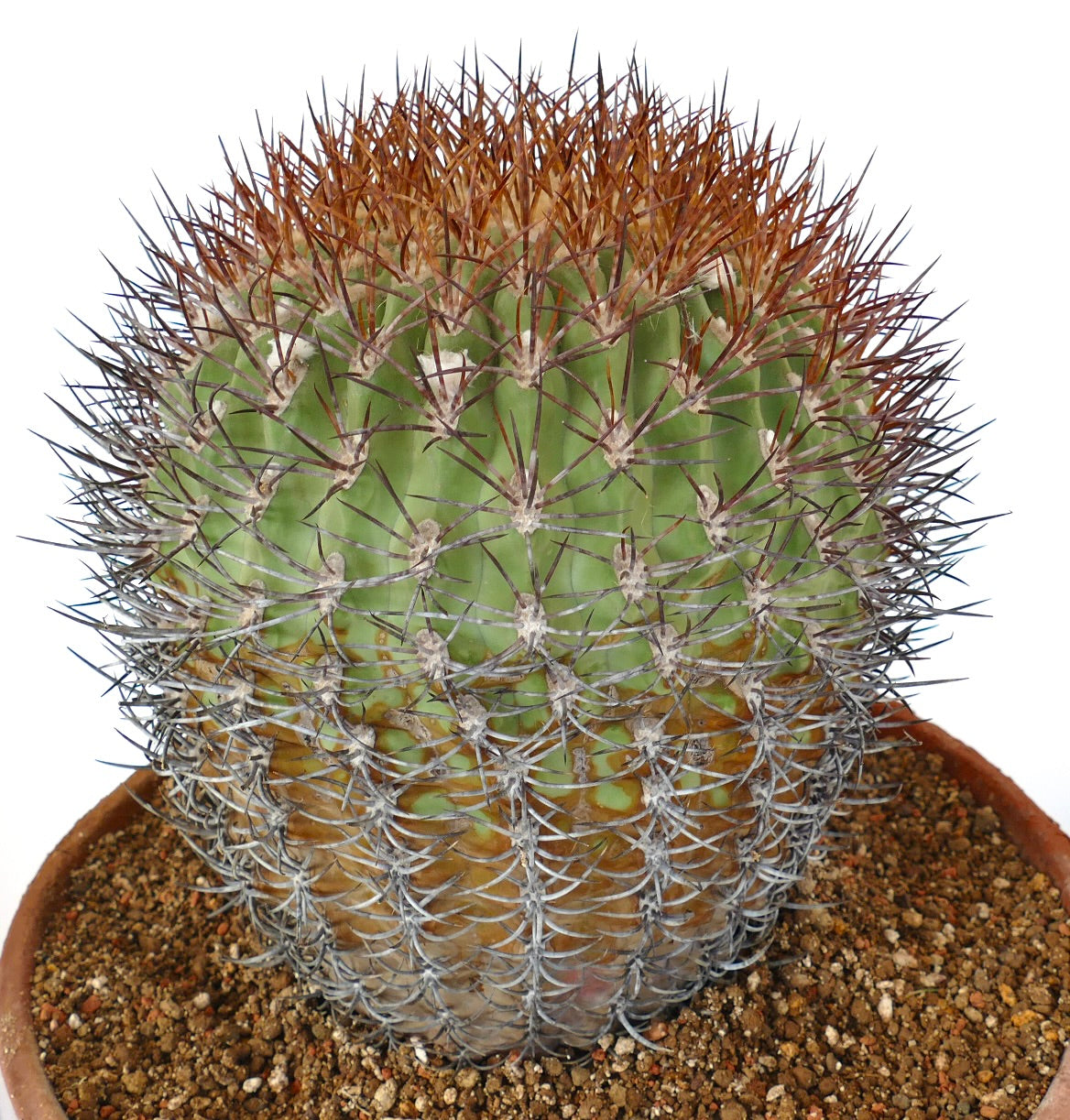 Eriosyce ceratistes rare cactus with dense brown and gray spines in terracotta pot