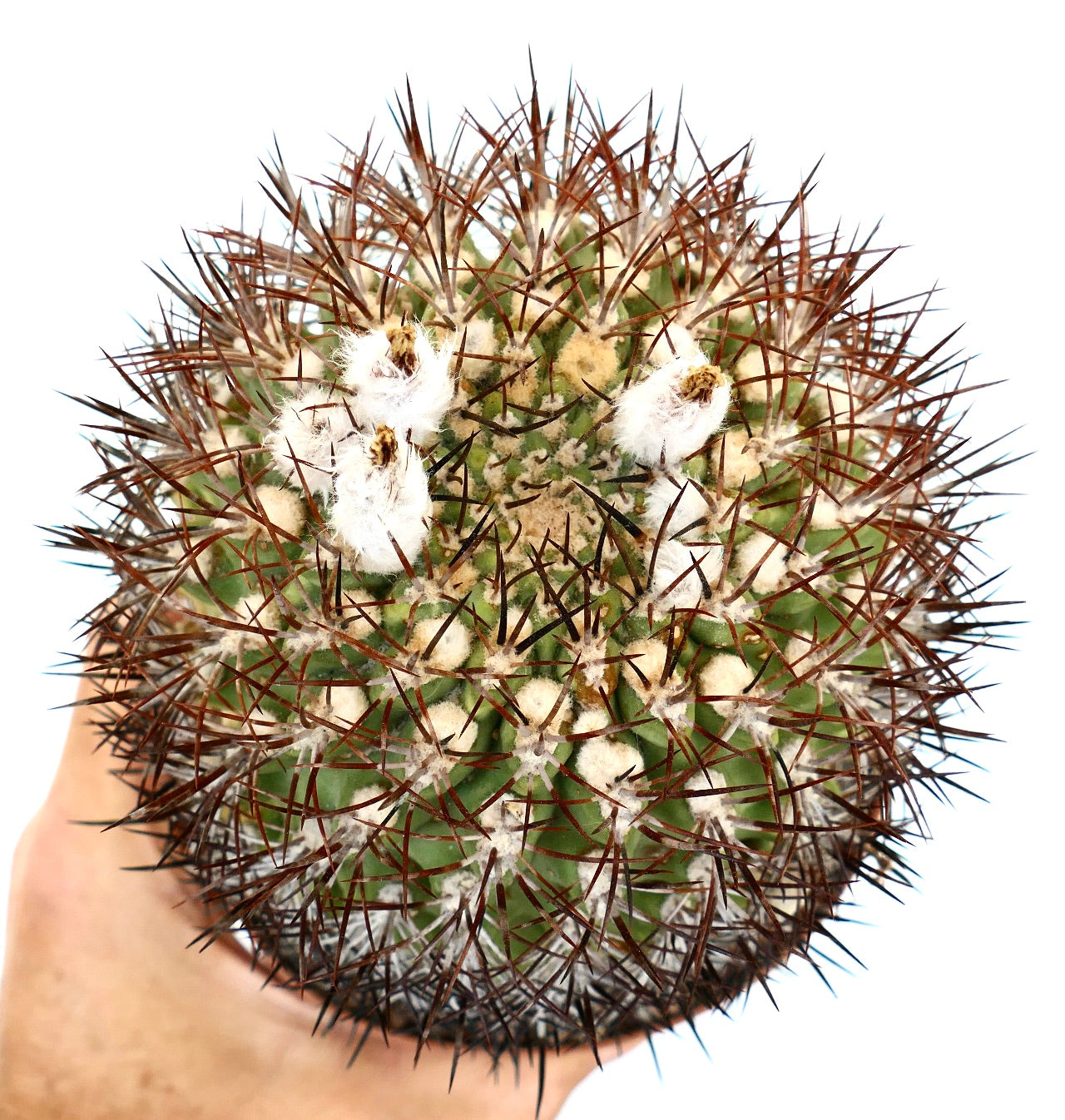 Eriosyce ceratistes var. combarbalensis rare cactus with dense brown spines and white woolly areoles