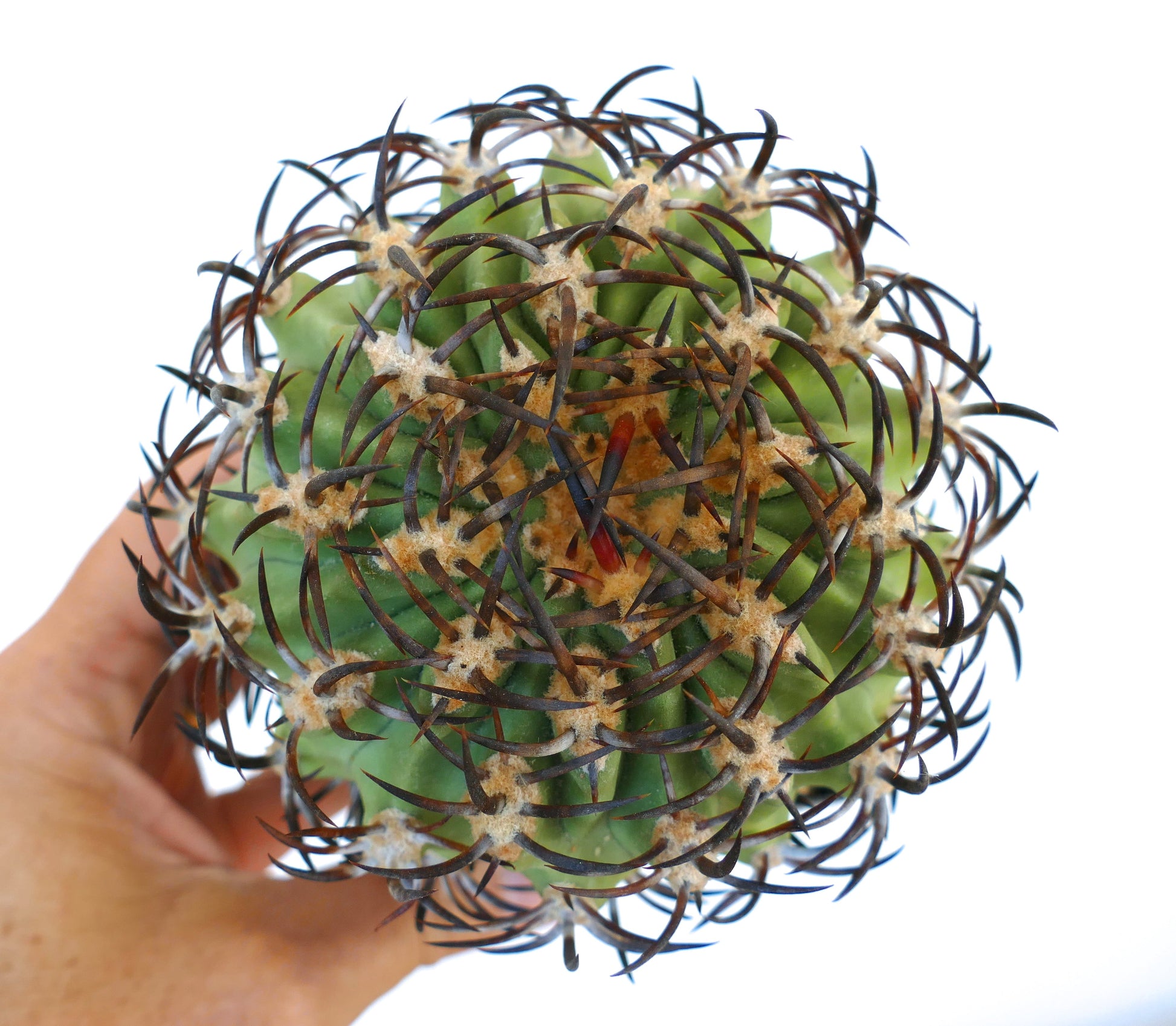 Eriosyce ceratistes var. jorgensis raro cactus con spine scure fitte e curve e corpo verde costoluto