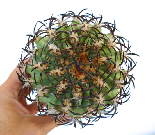 Eriosyce ceratistes var. jorgensis raro cactus con spine scure fitte e curve e corpo verde costoluto