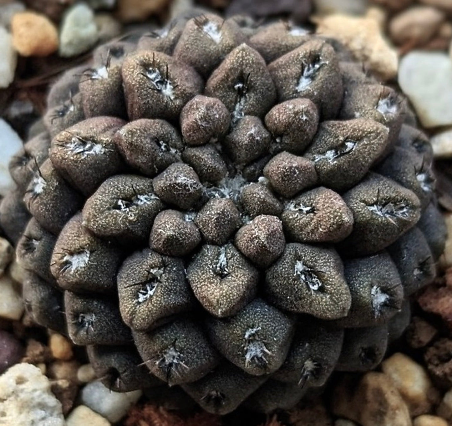 Eriosyce dimorpha rare succulent cactus with clustered tubercles and small spines on rocky soil