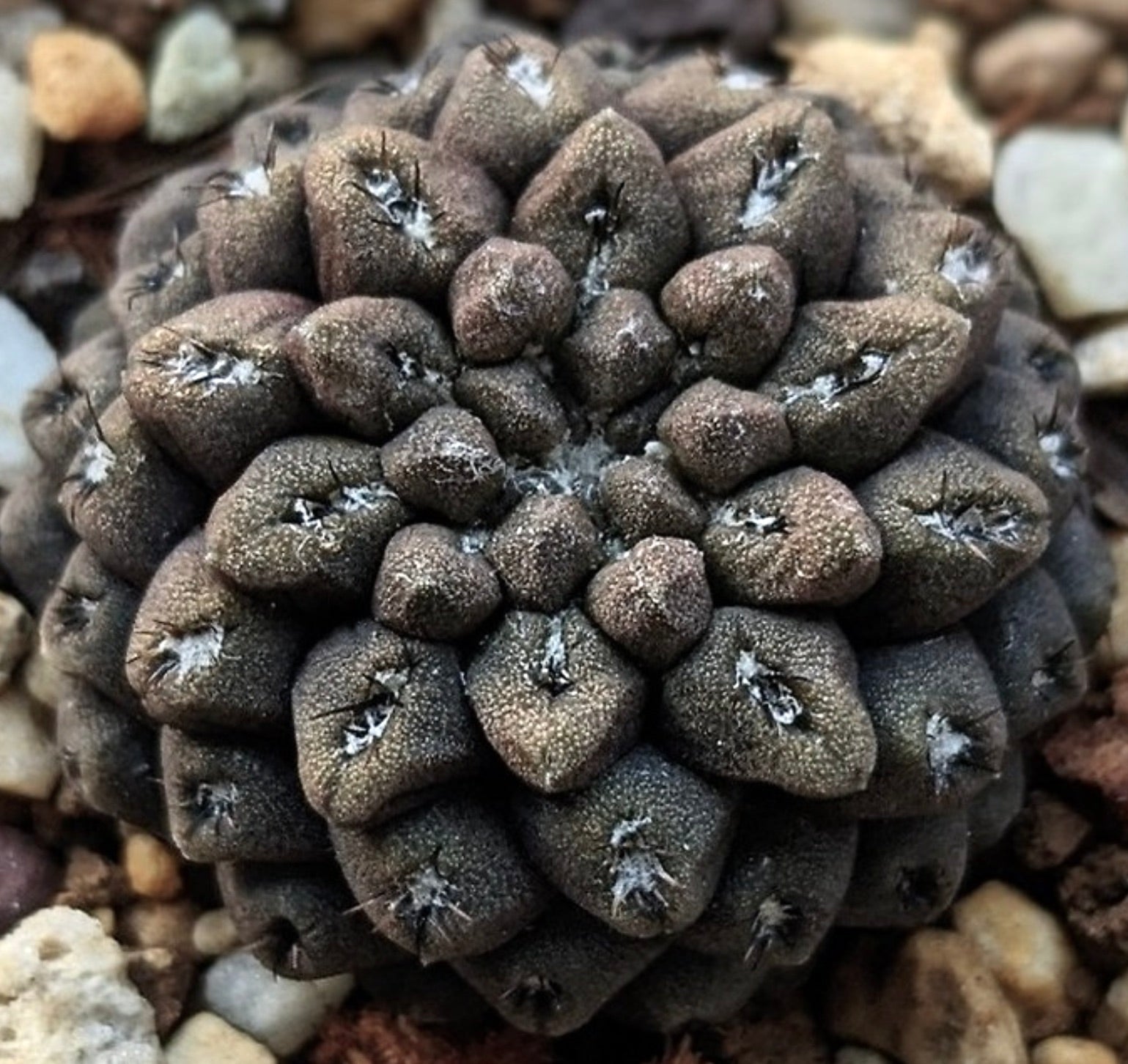 Eriosyce dimorpha rare succulent cactus with textured brown tubercles and small spines