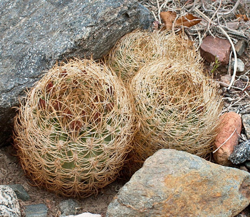 Eriosyce eriosyzioides rare cactus with dense golden spines nestled among rocks