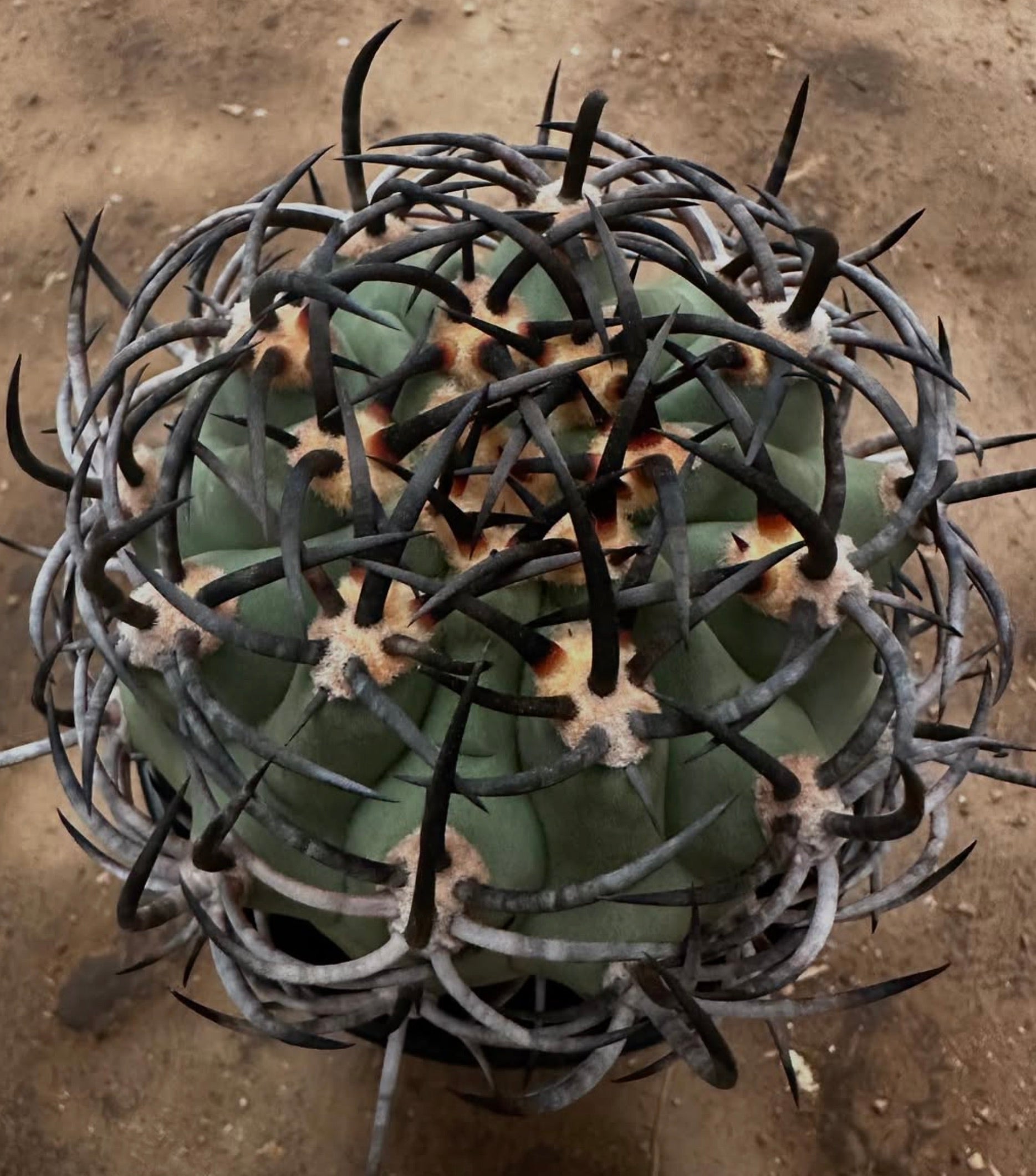 Eriosyce ihotzkyana rare cactus with large curved dark spines and green ribbed body