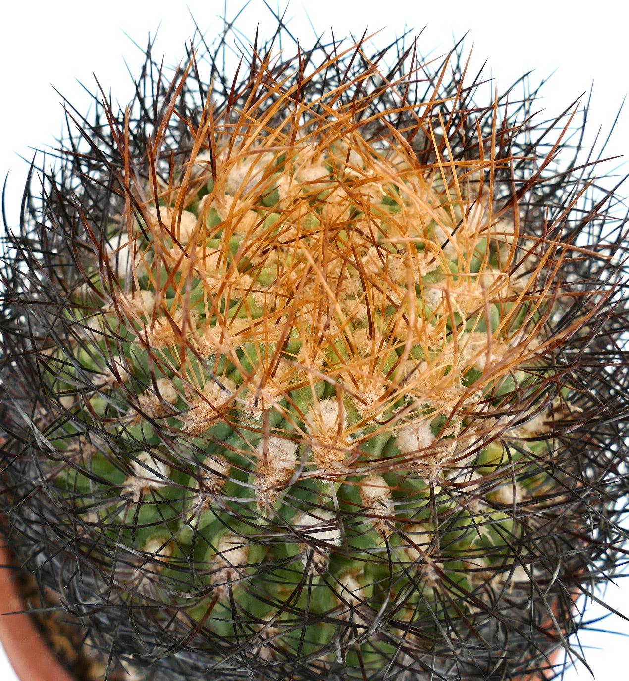 Eriosyce lapampaensis cactus with dense black and orange spines and green ribbed body