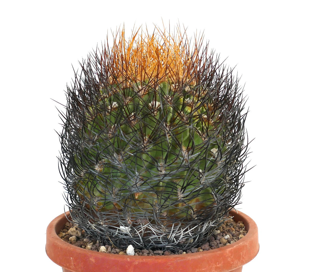 Eriosyce lapampaensis rare cactus with dense black and orange spines in terracotta pot