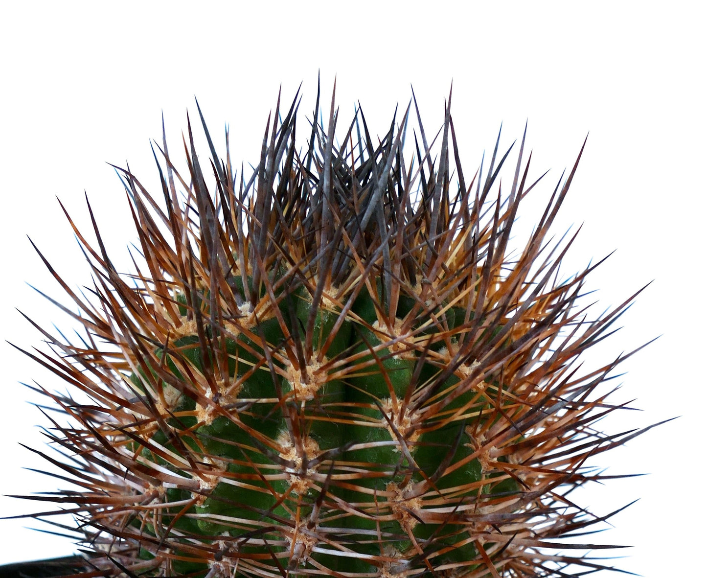 Eriosyce limariensis cactus with dense brown and black spines close-up view