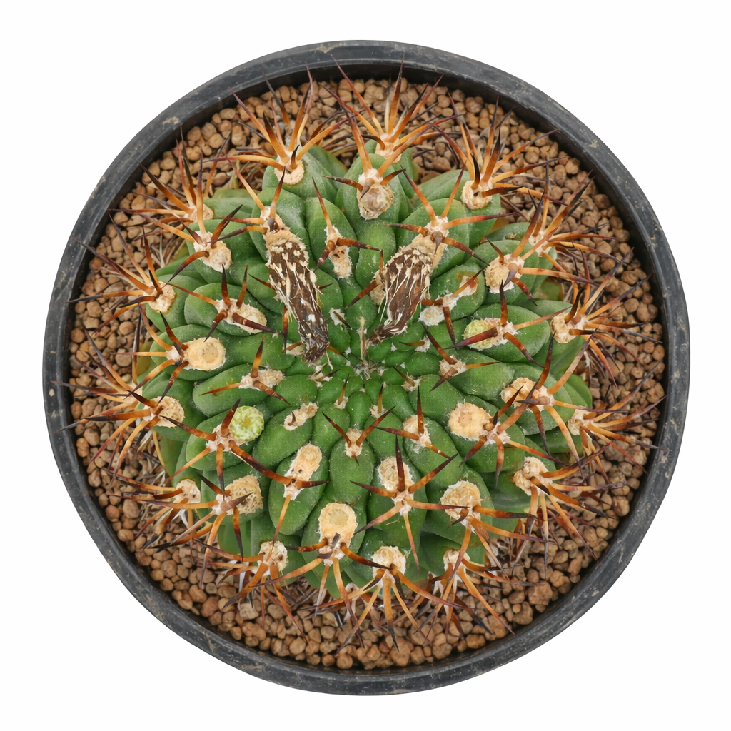 Eriosyce marksiana var. lissocarpa rare cactus with prominent orange and brown spines in pot
