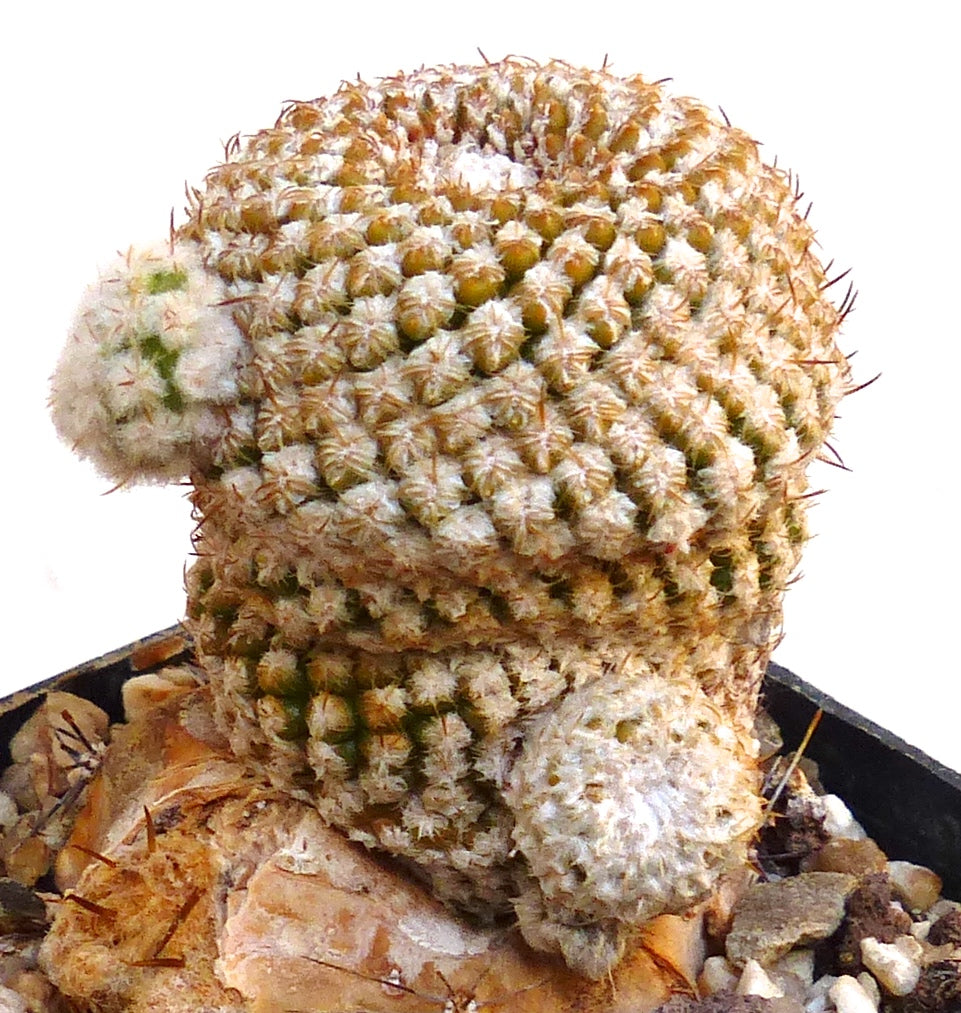 Eriosyce napina var. challensis rare cactus with dense white woolly spines and globular offsets