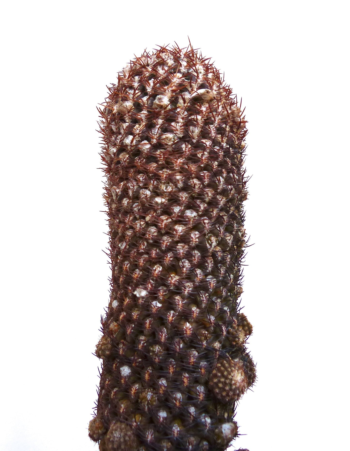 Eriosyce napina var. lembckei raro cactus con fitte spine marroni e superficie strutturata