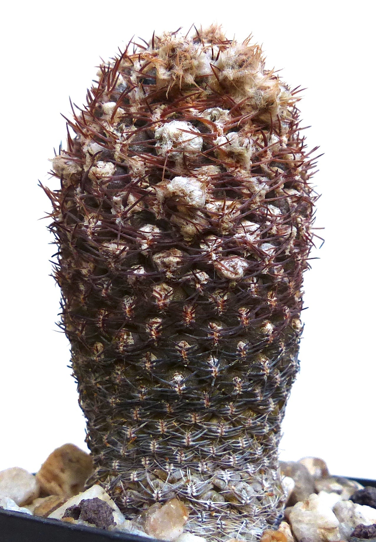 Eriosyce napina var. lembckei raro cactus con fitte spine rossastre e areole lanose in vaso