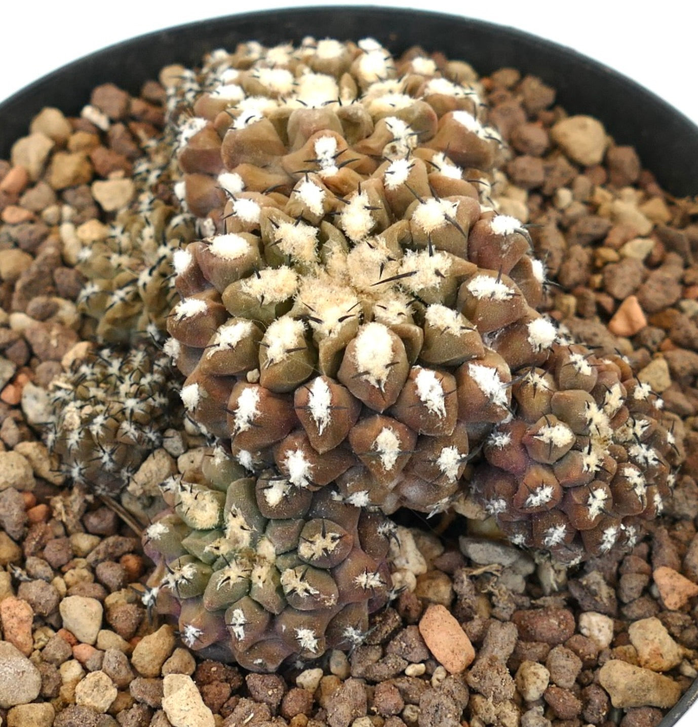 Eriosyce napina var. spinosior rare succulent cactus with clustered tubercles and white woolly areoles