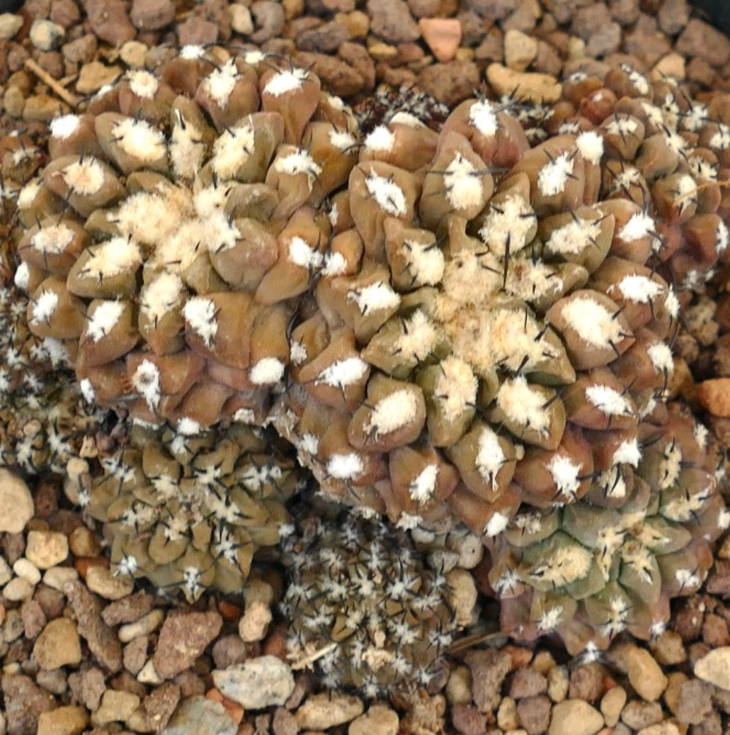 Eriosyce napina var. spinosior clustered succulent cactus with white woolly areoles and black spines