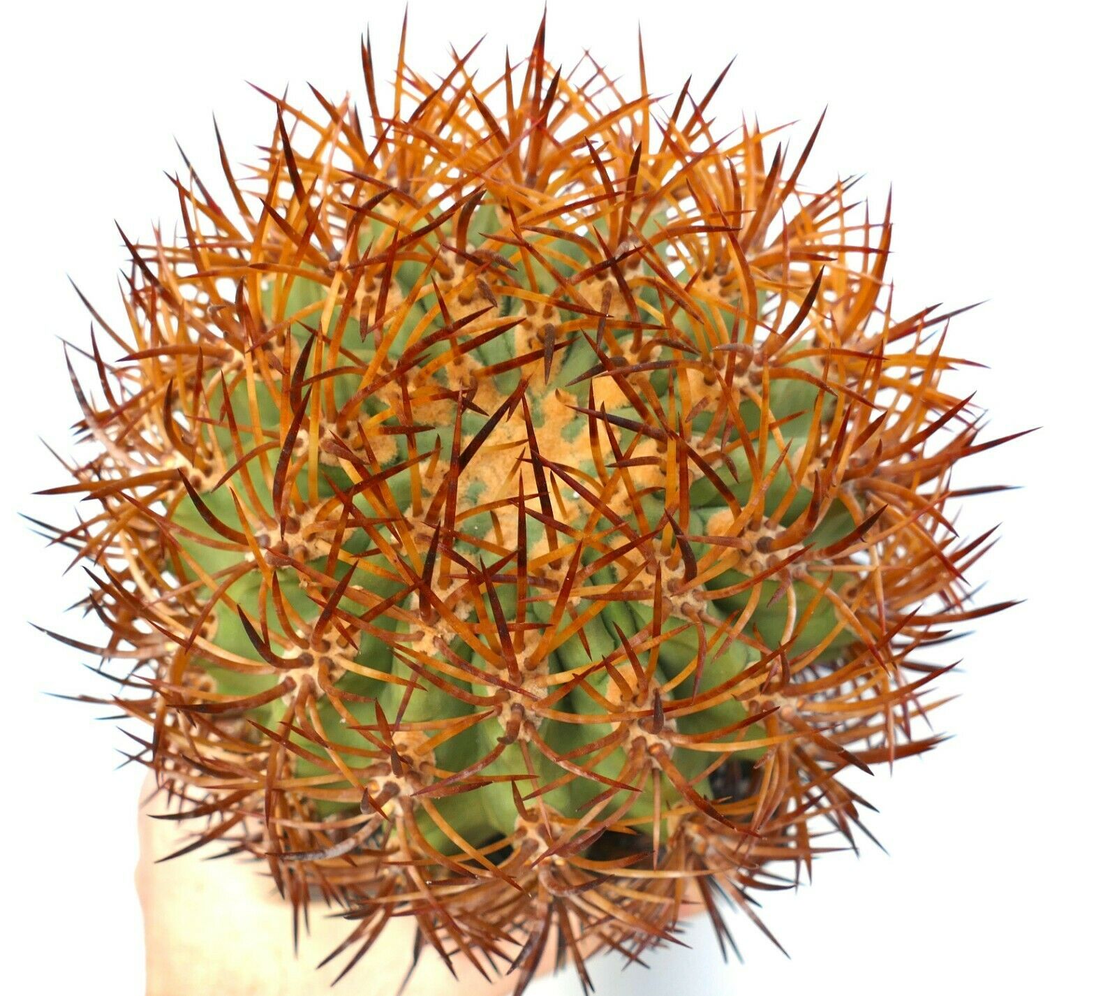 Eriosyce sandillon cactus with dense long orange-brown spines and green body succulent