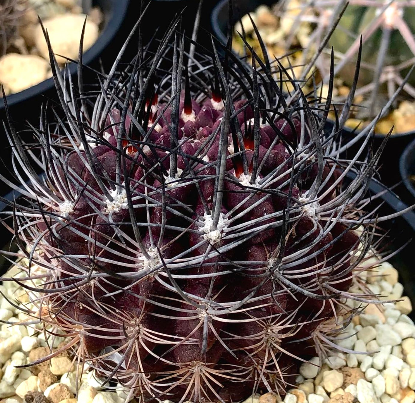 Eriosyce taltalensis var. transiens cactus viola scuro con lunghe spine nere appuntite esemplare succulento
