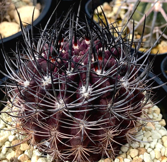 Eriosyce taltalensis var. transiens cactus viola scuro con lunghe spine nere appuntite esemplare succulento