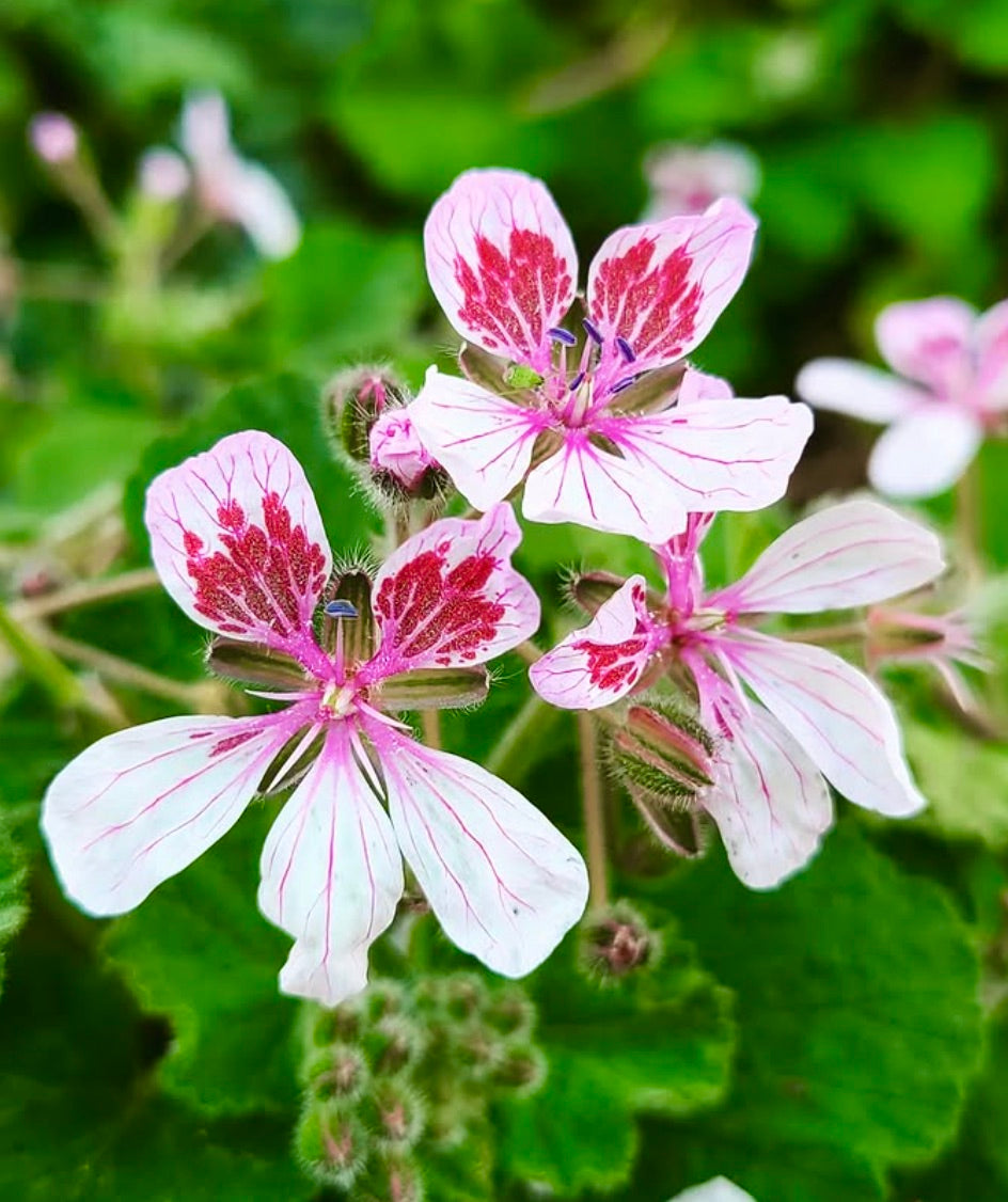 Erodium trifolium fiori rosa delicati con segni rossi e foglie verdi pelose