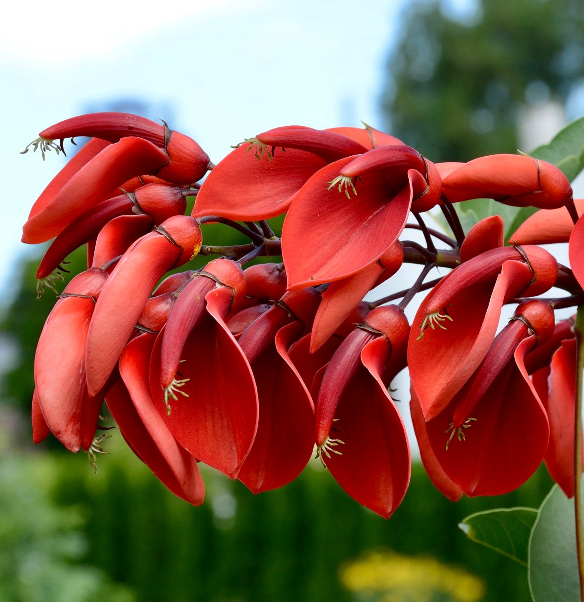 Fiori allungati di un rosso vibrante di Erythrina crista-galli con delicati stami e petali lisci