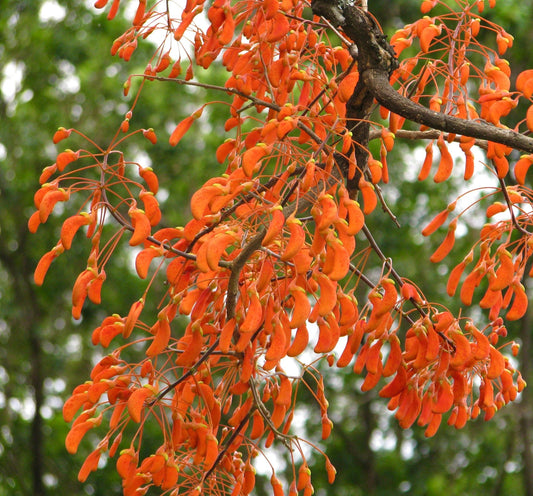 Erythrina dominguezii vibrant orange seed pods on tree branches in natural setting