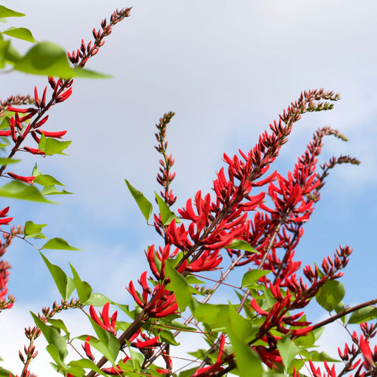 Fiori tubolari rosso vivo di Erythrina × bidwillii con foglie verdi sullo sfondo di un cielo azzurro