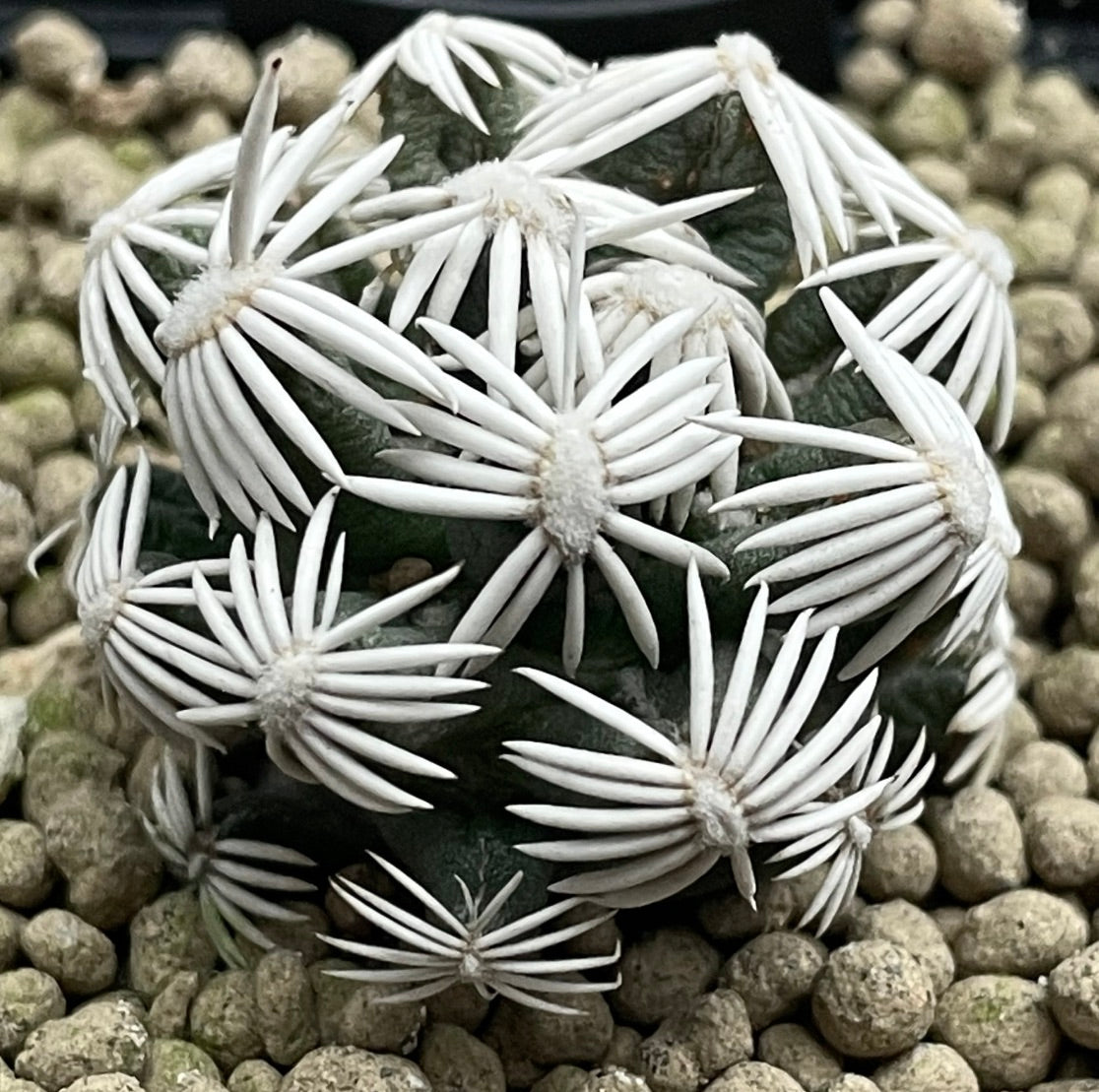 Escobaria abdita rare cactus with white radial spines on green globular stem