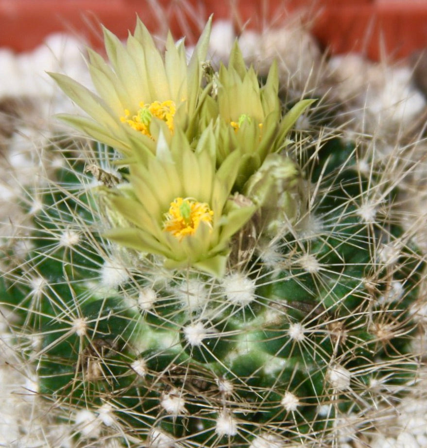 Cactus Escobaria asperispina con fiori gialli e fitti aculei bianchi, esemplare succulento