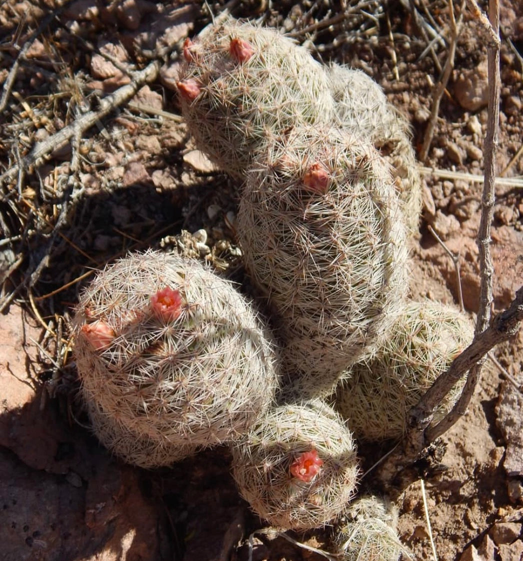 Escobaria chihuahuensis piccolo cactus raggruppato con spine bianche e boccioli di fiori rosa in terreno desertico