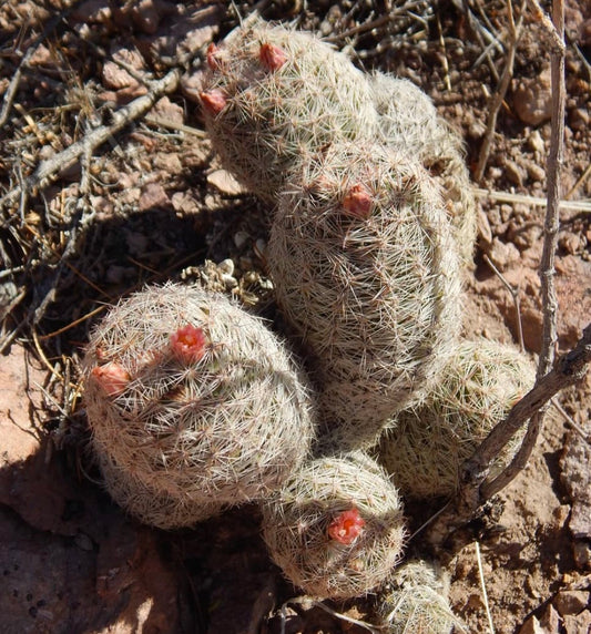 Escobaria chihuahuensis piccolo cactus raggruppato con spine bianche e fiori rosa in terreno desertico