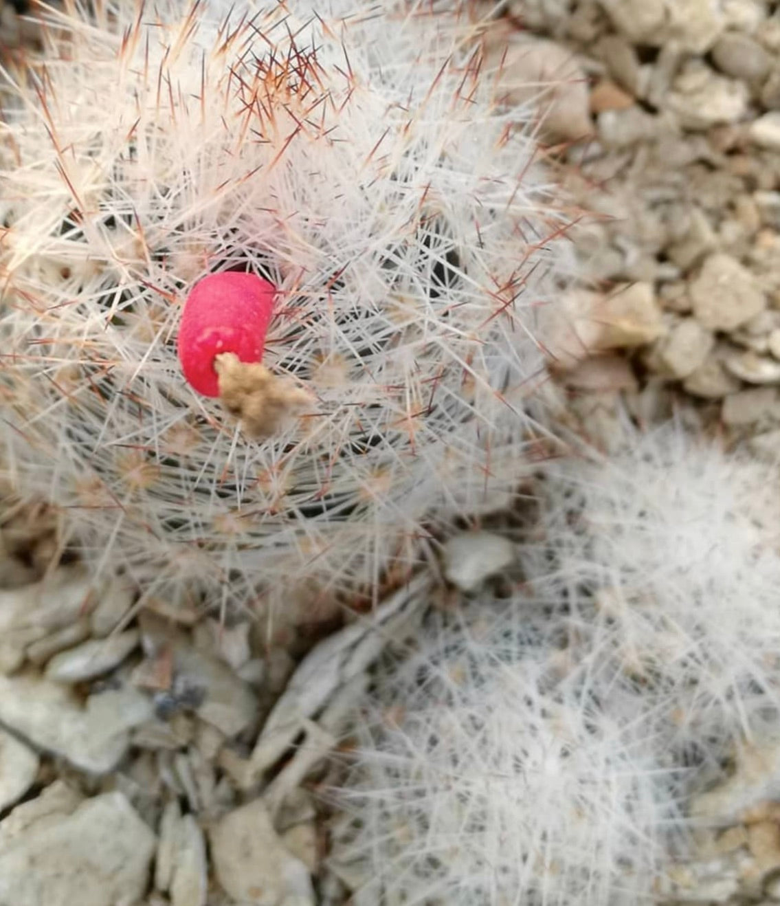 Escobaria duncanii small cactus with dense white spines and red fruit on rocky soil