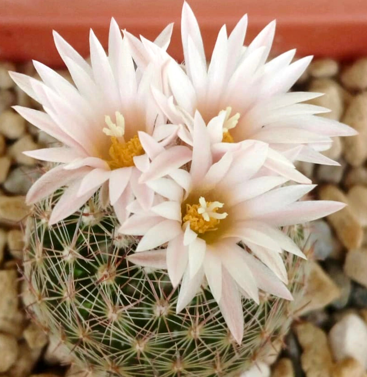 Cactus Escobaria gigantea con fiori rosa pallido e spine appuntite in terreno roccioso