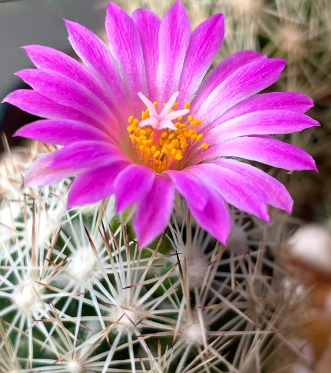 Cactus Escobaria grata con fiore rosa vivace e spine bianche, esemplare succulento