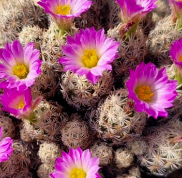 Escobaria minima piccolo cactus raggruppato con fiori rosa vivace e centri gialli