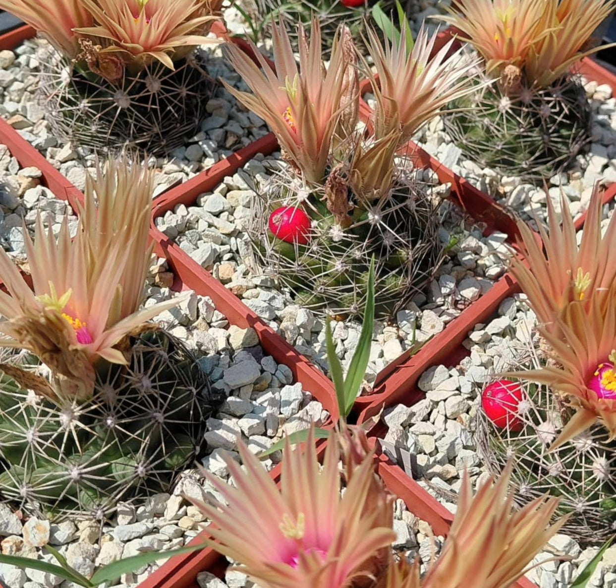 Escobaria missouriensis small round cactus with pale pink flowers and red fruit in pots