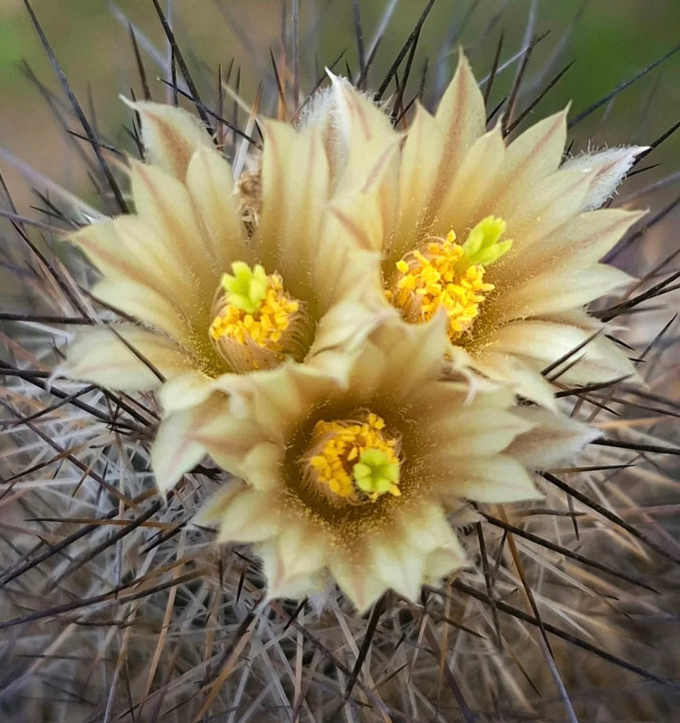Cactus Escobaria muehlbaueriana con fiori giallo pallido e spine lunghe e scure in primo piano