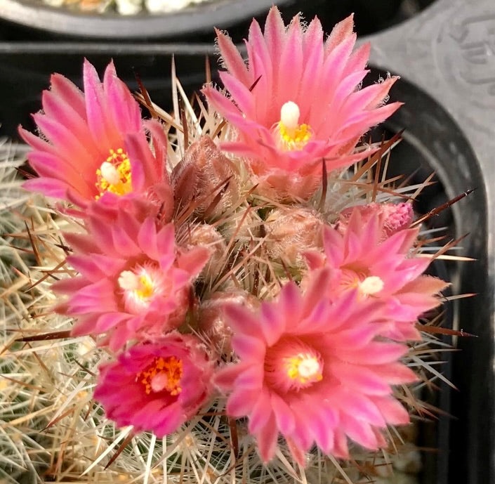 Cactus Escobaria organensis con fiori rosa vivaci e spine appuntite in vaso