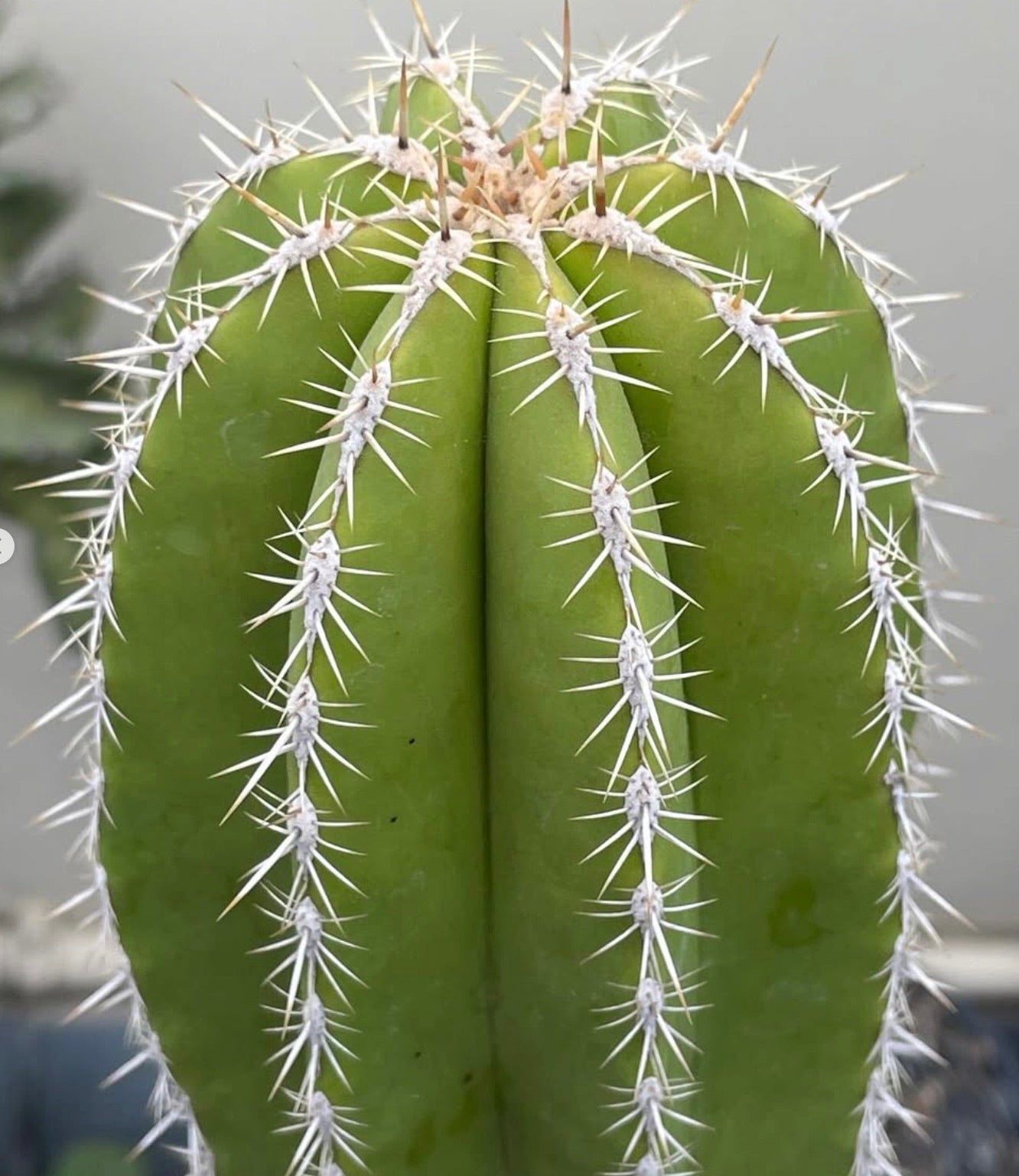 Escontria chiotilla cactus verde con spine bianche prominenti e struttura costoluta
