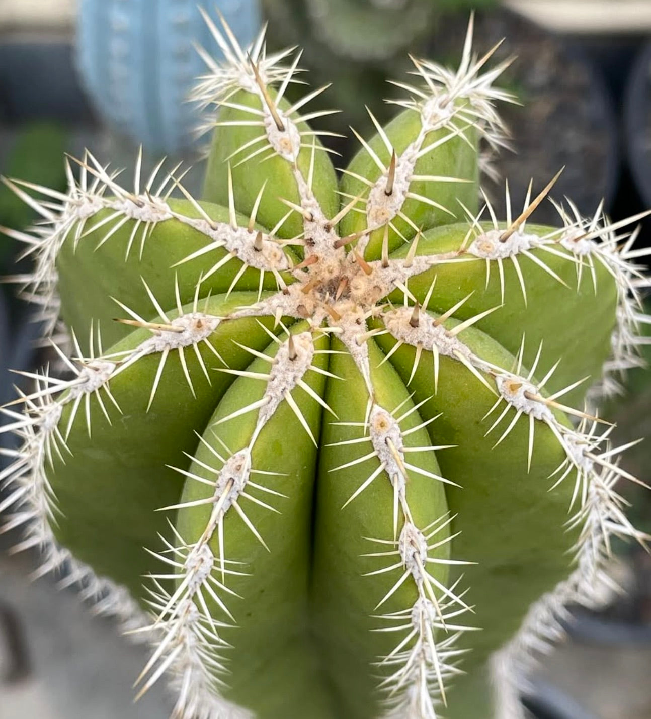 Escontria chiotilla cactus verde con spine bianche prominenti e struttura a coste