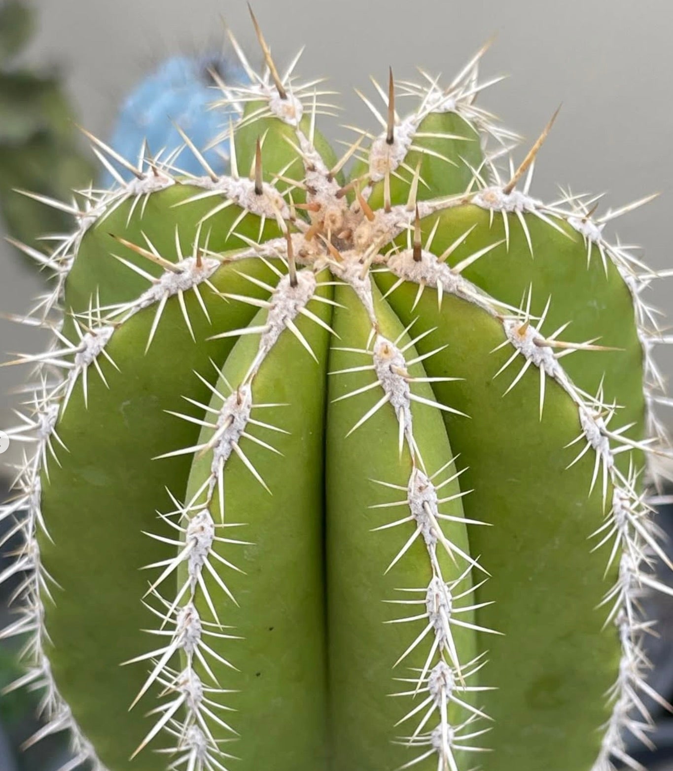 Cactus Escontria chiotilla con corpo verde costoluto e spine bianche appuntite, primo piano