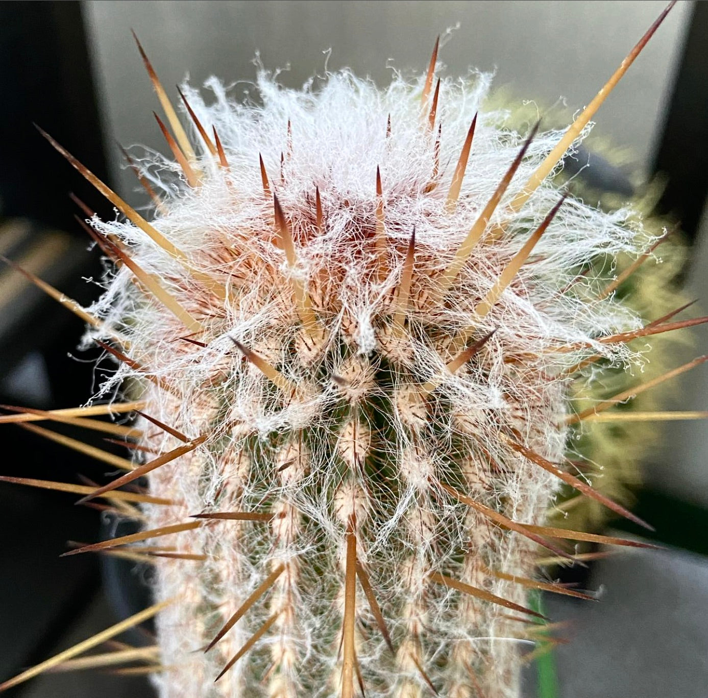 Espostoa baumannii rare cactus with dense white wool and long brown spines close-up