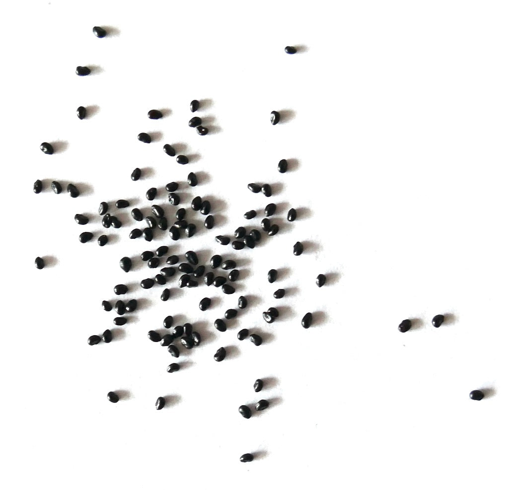 Espostoa cantaensis small black cactus seeds scattered on white background