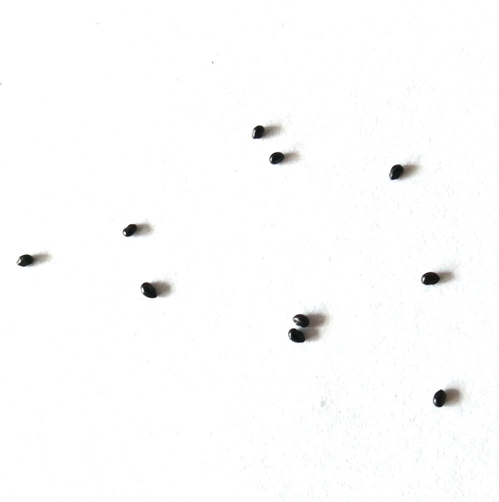 Espostoa cantaensis cactus seeds scattered on white background for planting