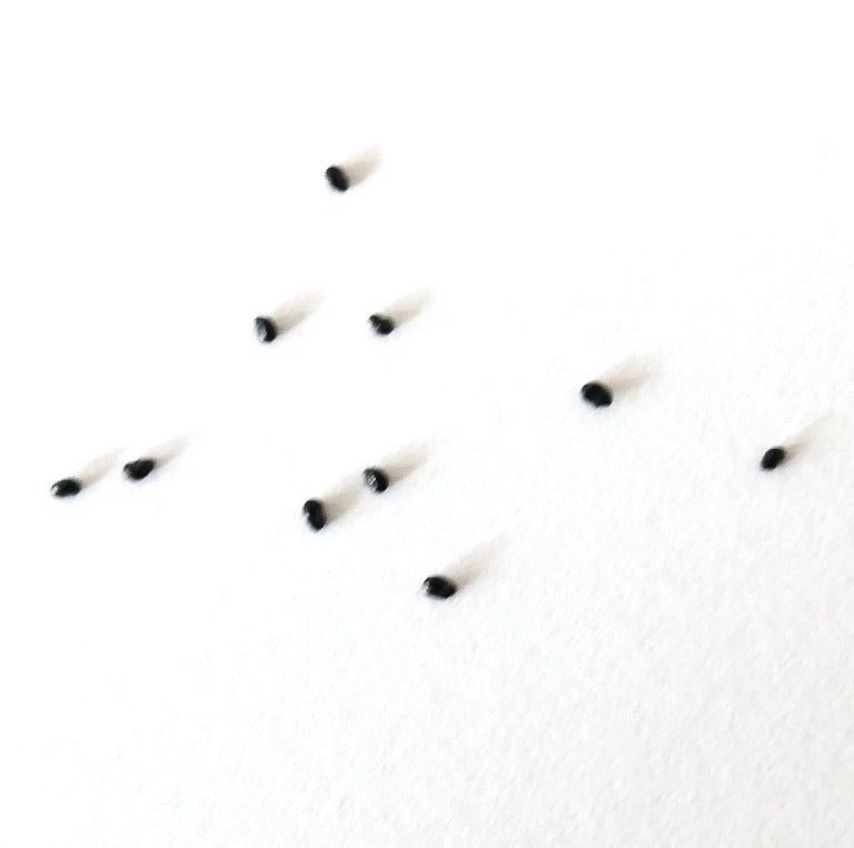 Espostoa churinensis cactus seeds scattered on white background for planting