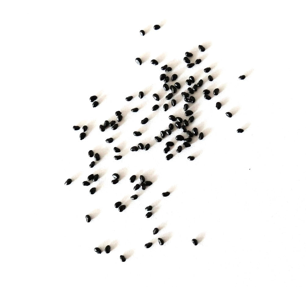Espostoa churinensis cactus seeds scattered on white background for propagation
