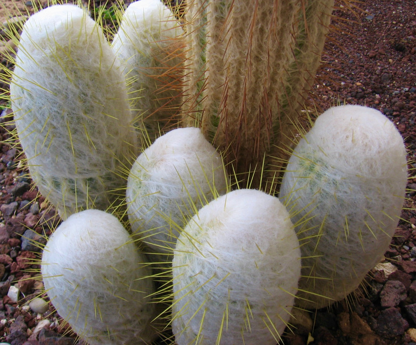 Espostoa churinensis white fuzzy cactus with yellow spines growing in rocky soil