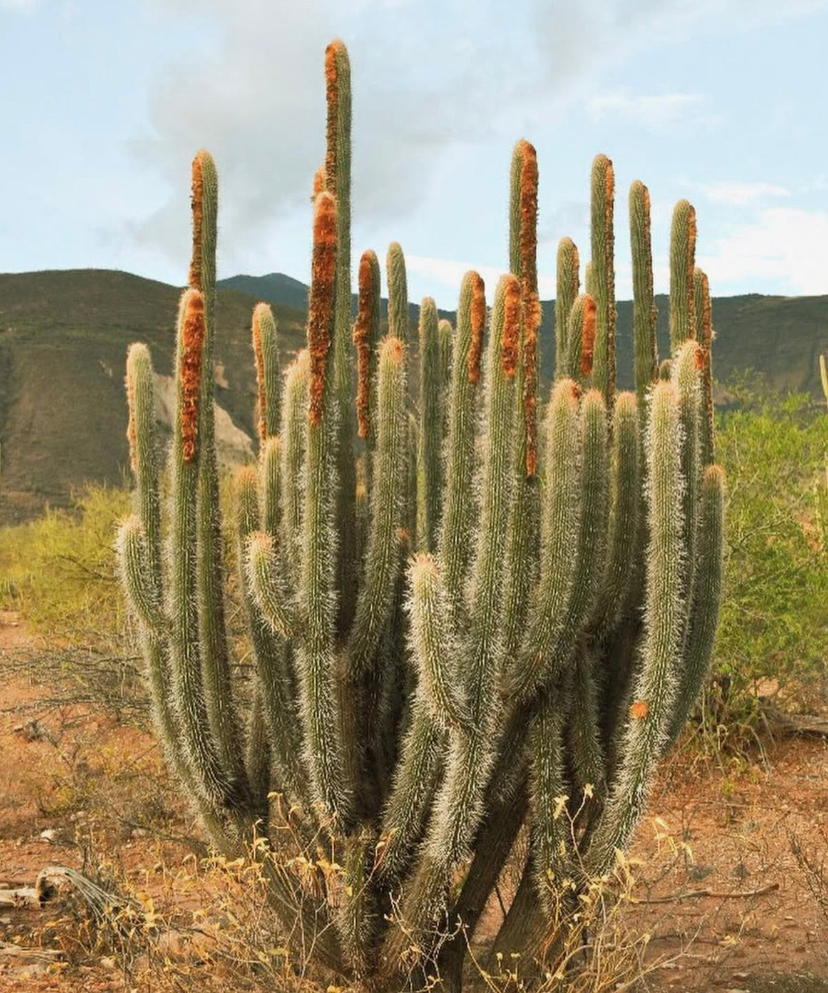Espostoa mirabilis alto cactus colonnare con fitte spine bianche e punte arancioni lanose nel deserto