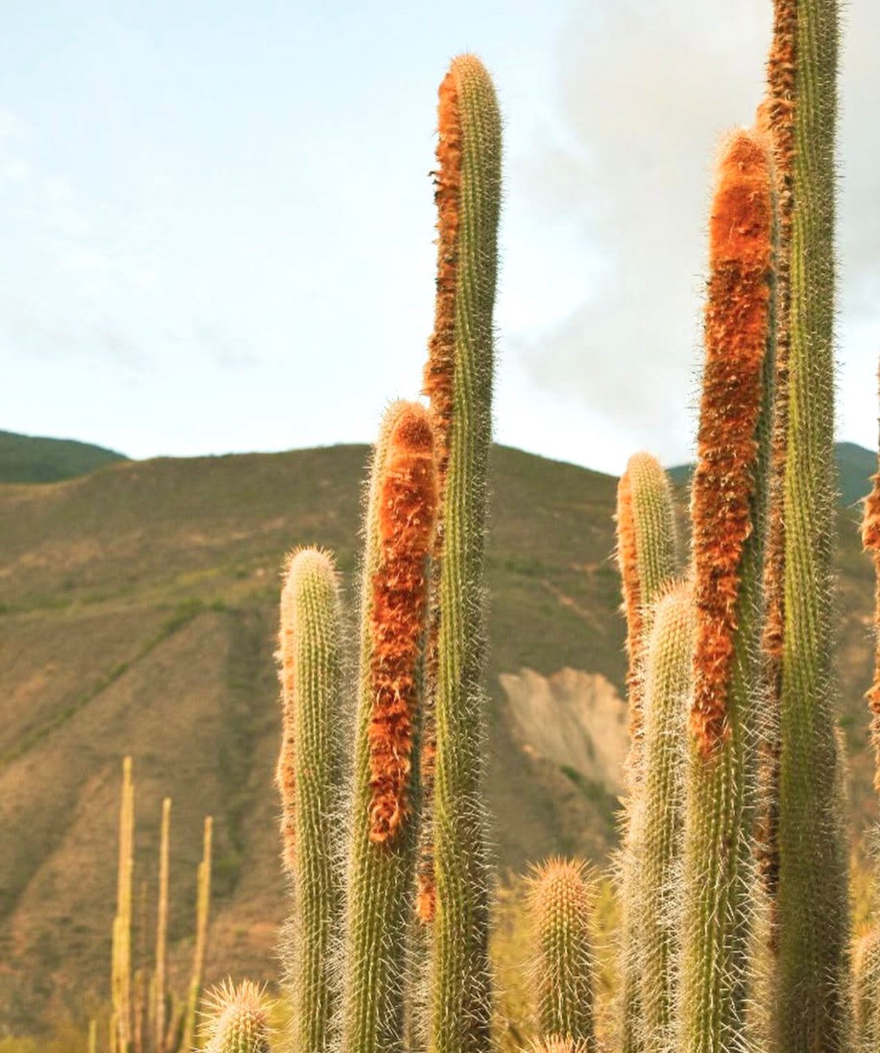 Espostoa mirabilis cactus colonnare alto con spine arancioni lanose nel suo habitat naturale