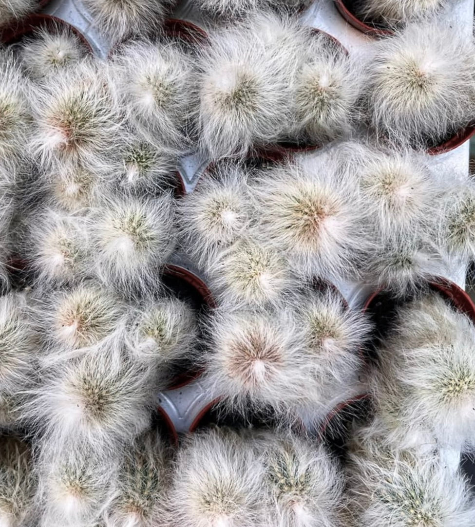 Espostoa nana densa colonia di piccoli cactus pelosi bianchi in vaso succulento
