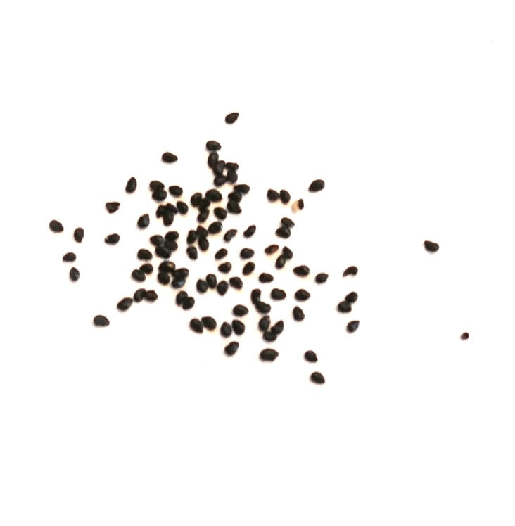 Espostoa ritterii cactus seeds scattered on white background for propagation