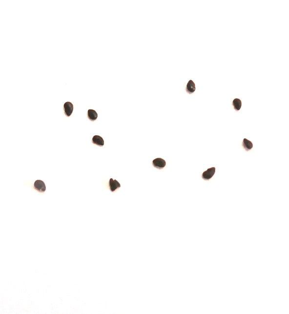 Espostoa ritterii cactus seeds scattered on white background for propagation